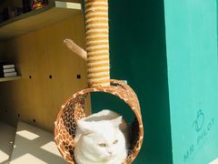 -飞行喵MR PILOT|猫舍·猫咖(静安大融城店)