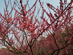 -上海海湾国家森林公园