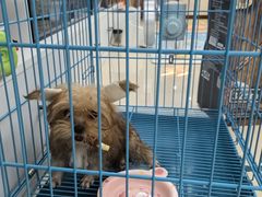 -帕帕拉兹宠物(亚洲旗舰店)