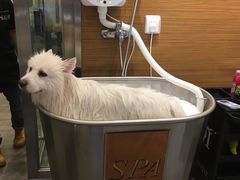 -PETKIT小佩宠物(古北店)