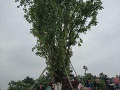 -铁山坪森林公园