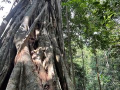 -中国科学院西双版纳热带植物园