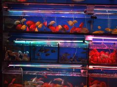 -清平路水族市场