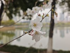 -西北湖绿化广场