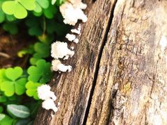 -龙湾潭国家森林公园