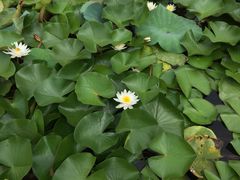 -大塘金香草谷