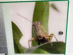 -上海昆虫博物馆