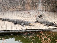 -深圳野生动物园
