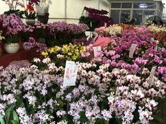 -龙大花卉苗木市场