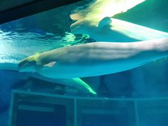 -上海海昌海洋公园-冰山北极馆