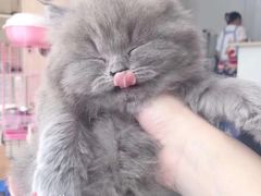 -喵zoo家庭繁育猫舍(尖东智能花园店)
