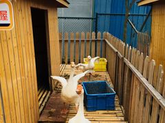 -上海崇明金茂凯悦酒店