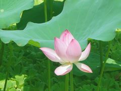 -荔湾湖公园