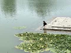 -桃花岛公园