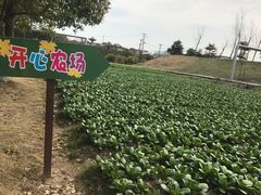 -上海都市菜园