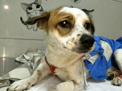 -康旭宠物医院(郑州总院)