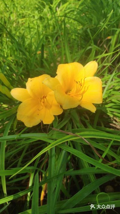 长白岛森林公园图片