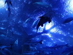 -成都浩海立方海洋公园