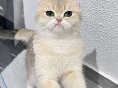 -琪喵猫屋·撸猫猫咖·猫舍