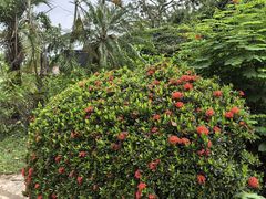 -海南热带野生动植物园
