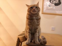 -滚猫咖啡·猫咖·猫友好撸猫(未来城店)