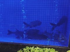 -忆江南·临江鱼馆