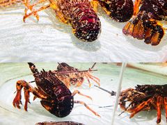 -万龙洲海鲜(大兴绿地缤纷城店)