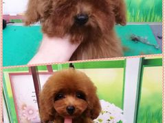 -爱宠屋pet shop·宠物洗澡·宠物美容