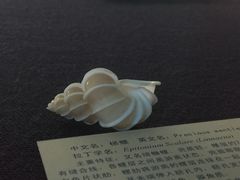 -上海海洋大学鱼文化博物馆(军工路校区)