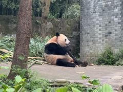 -都江堰中华大熊猫苑