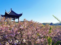 -樱花山风景区