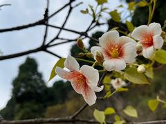 -舒家湾天主教堂