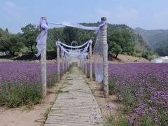 android_upload_pic-紫海香堤香草艺术庄园