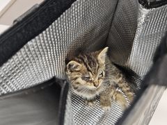 -御宝贝·A梦猫科宠物医院(国际猫友好医院)