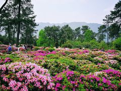 -南山植物园
