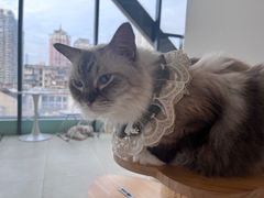 -怪兽屋·羊驼·猫咖·狗咖(俊华广场店)