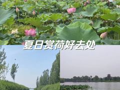 -白洋淀风景区