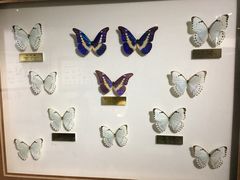 -上海昆虫博物馆