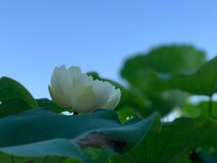 -南山植物园