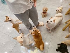 -柴犬小屋·柴餐厅·狗咖食堂(金鼎广场店)