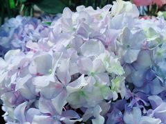 -谷莠子花艺气球派对·绿植造景·花艺沙龙(东海缤纷天地店)