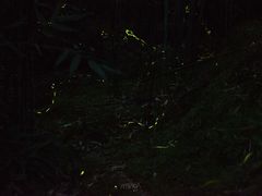-芦沟竹海
