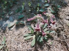 -鹫峰国家森林公园