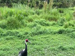 -普洱太阳河森林公园