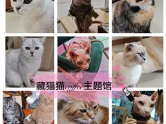 -藏猫猫咖啡主题馆(中央大道店)
