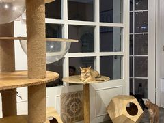 -楼上猫咖(罗湖店)