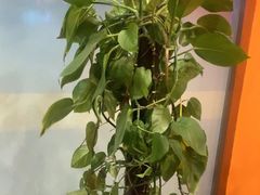 -泰古龙抓龙筋·spa按摩(浦东店)