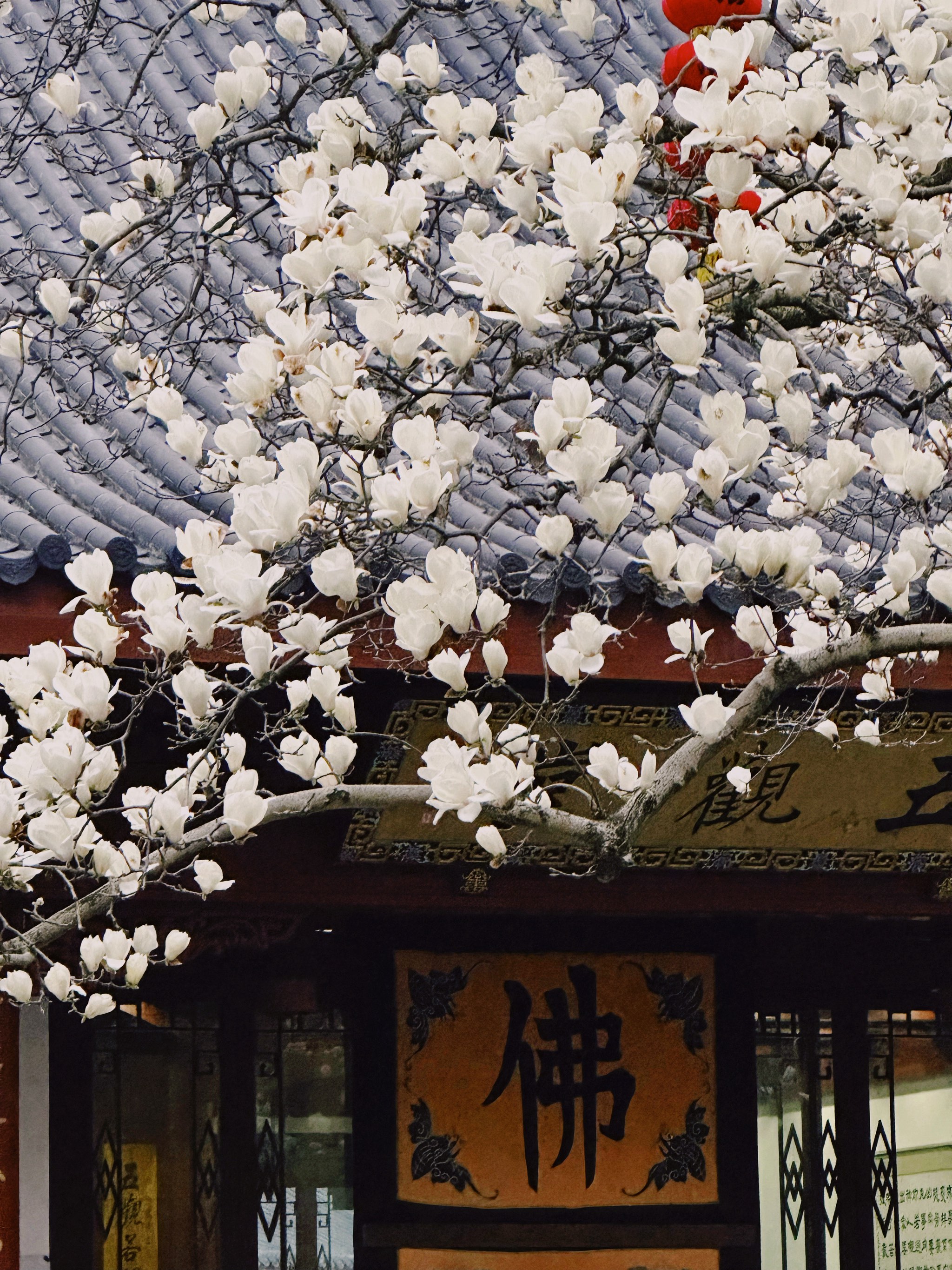 上海市市花玉兰花图片