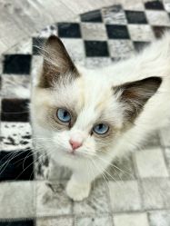 -WH日式美甲沙龙