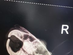 -瑞派·关忠动物医院·异宠专科·犬猫肿瘤·皮肤专科(望京店)